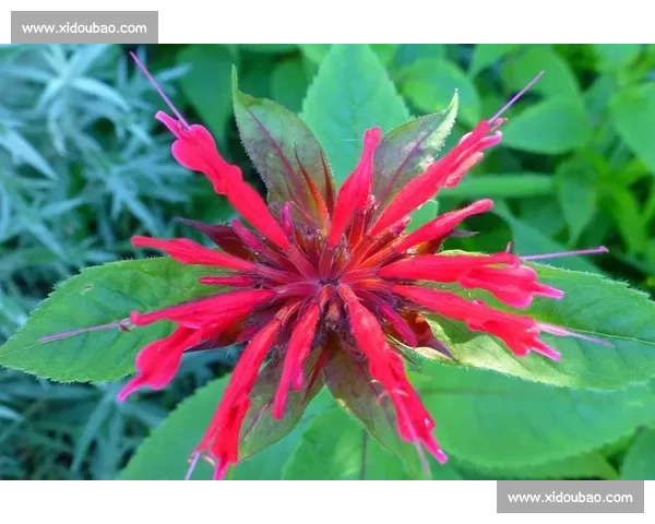 比赛花绽放的瞬间：探秘赛事背后的独特花卉文化与象征意义